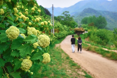 双河市万亩葡萄园旅游图片