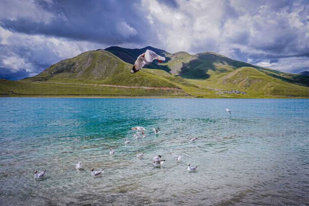 可克达拉市天鹅湖旅游图片