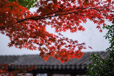 叶集红色文化景区