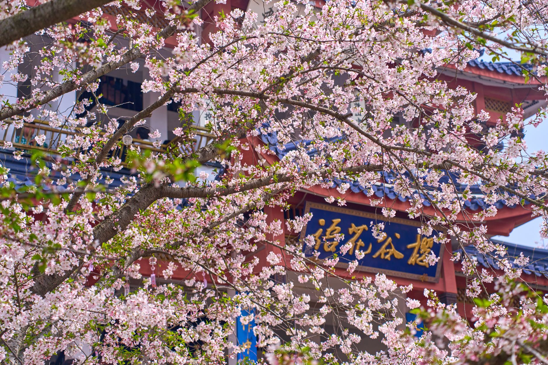 廉江樱花公园