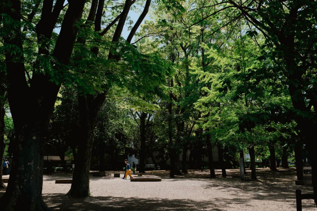 畹町森林公园旅游图片