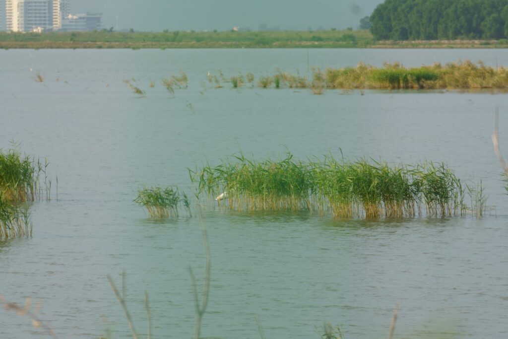 胡杨河湿地保护区旅游图片