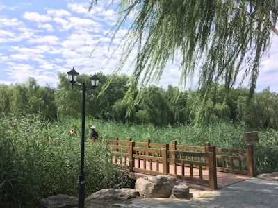 胡杨河胡杨林公园
