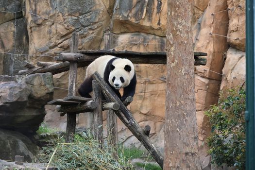 保定动物园实景图片