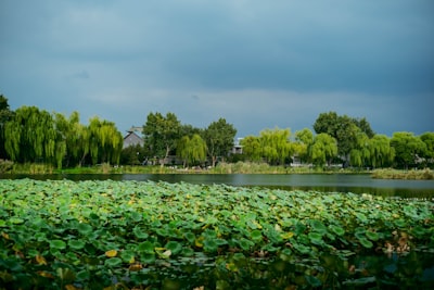 第七师125团柳沟湿地实景图片