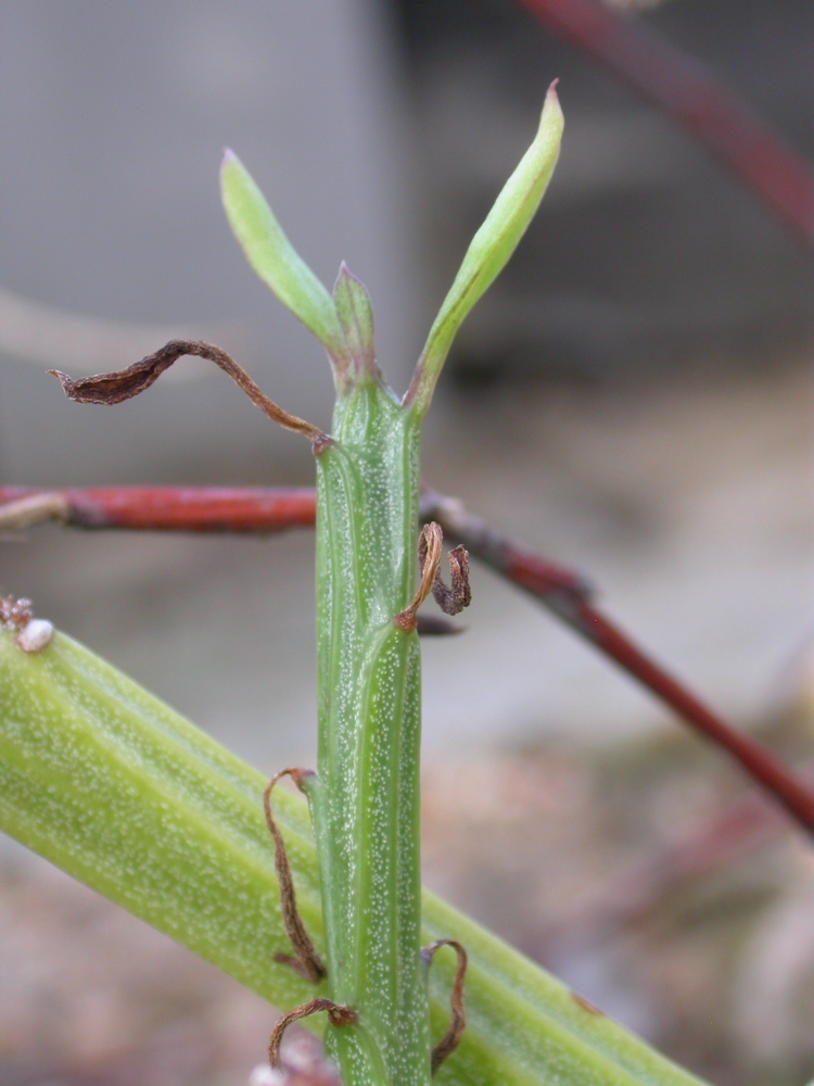 马达加斯加千里光（Kleinia madagascariensis）植株照片