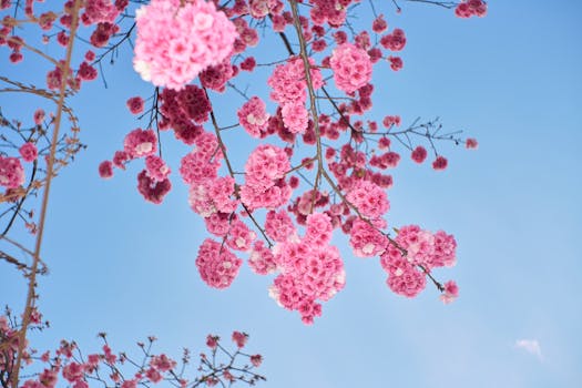 大厂潮白河樱花公园实景图片