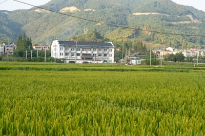 温泉县香紫苏基地绿野田园