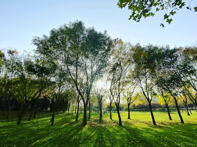 辽阳碑林实景图片