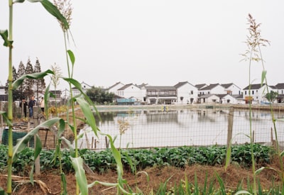 炎帝农耕文化园建筑与绿植
