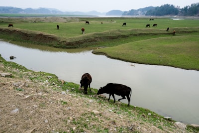 泗县沱河湿地生态放牧