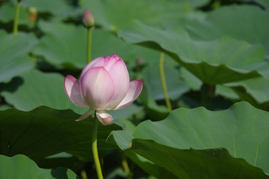 衡水植物园实景图片