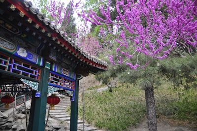 温泉县香紫苏基地紫色花海与建筑