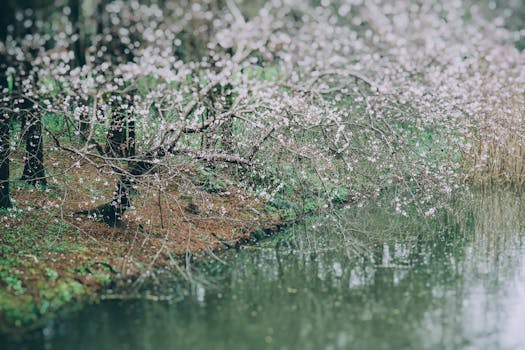 大厂潮白河樱花公园实景图片