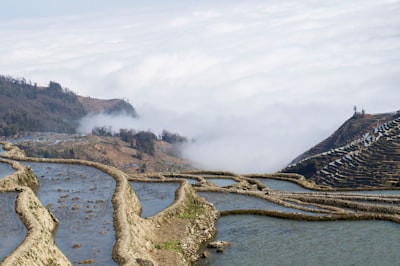 老木棉景区实景图片