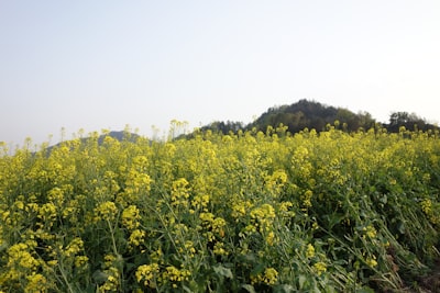 七十一团油菜花海实景图片