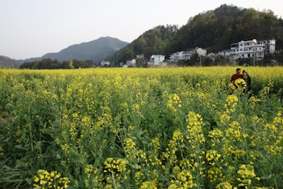 七十一团油菜花海实景图片
