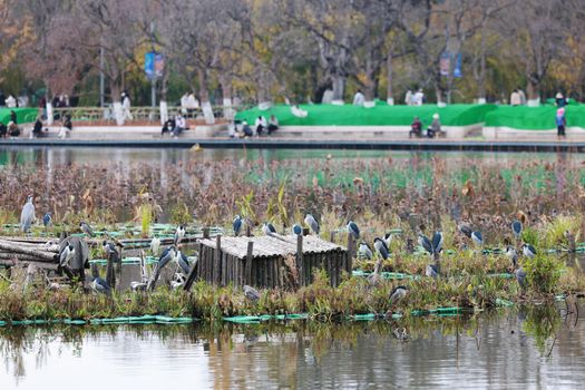 甘家湖梭梭林自然保护区实景图片