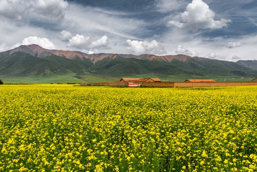 唐山花海旅游图片