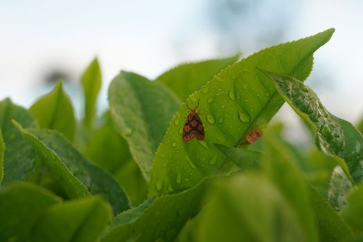 昆玉市昆玉河湿地实景图片