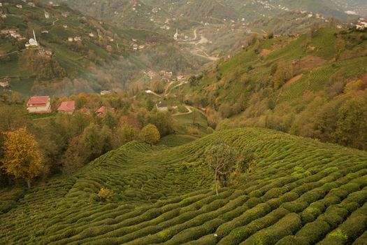 黑茶山茶园风光