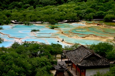 老木棉景区实景图片