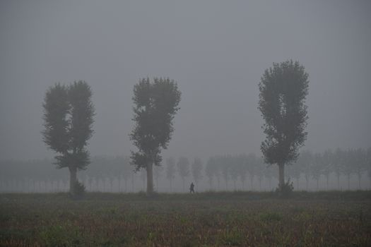 九龙蟠杨景观剪影