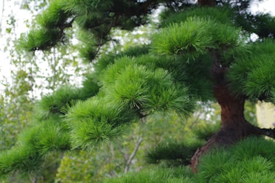 红松洼自然保护区松树