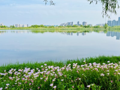兴城海河湿地公园实景图片