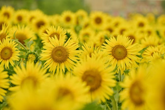 六十四团向日葵花海实景图片