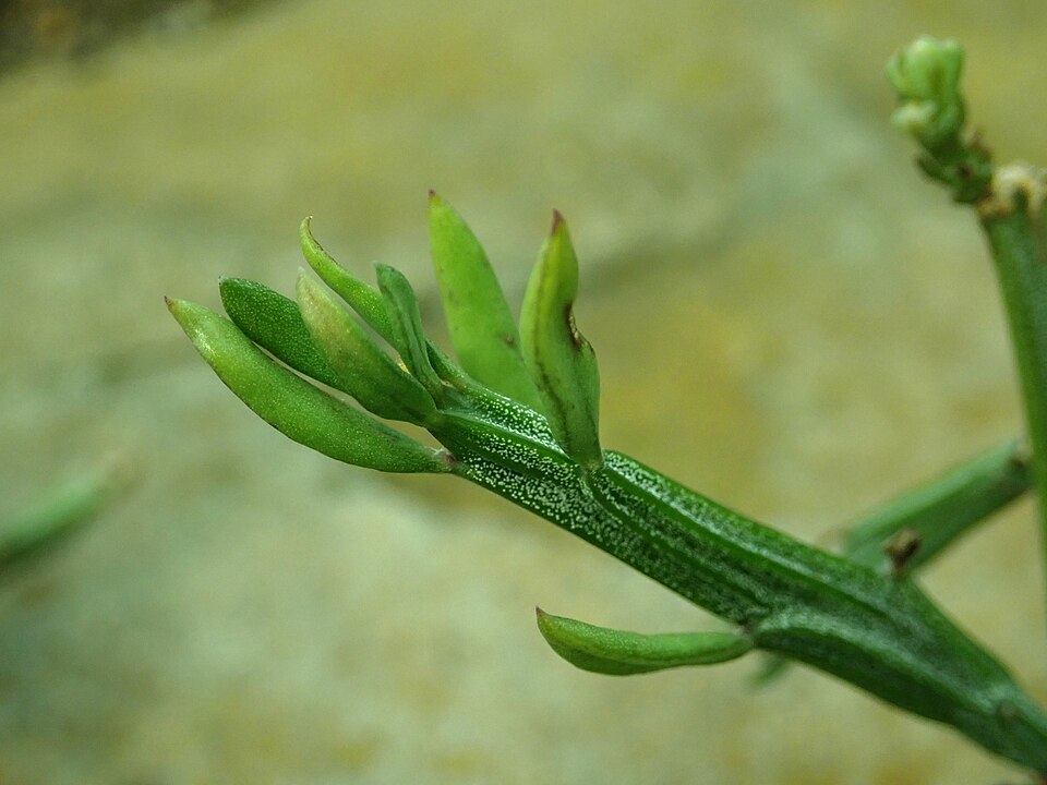 柏林植物园中的马达加斯加千里光