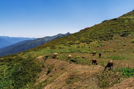 卧牛山