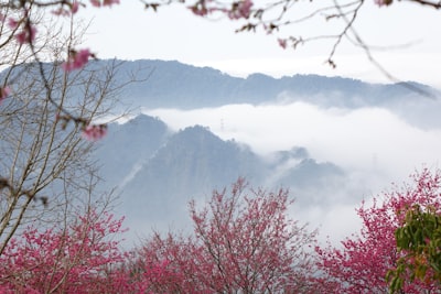 桃花山云雾与盛开的桃花