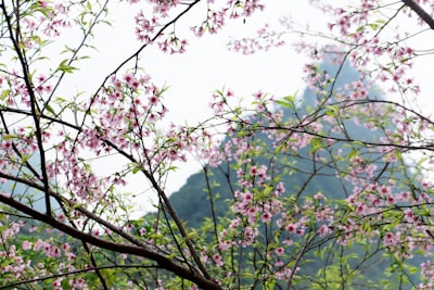 桃花山单株桃花与山景