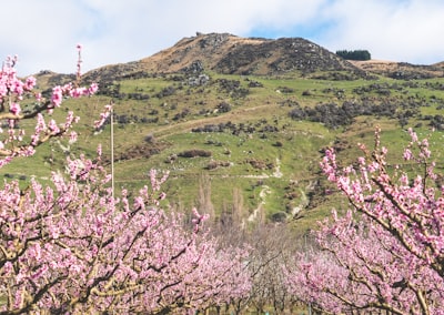 桃花山花海与远山