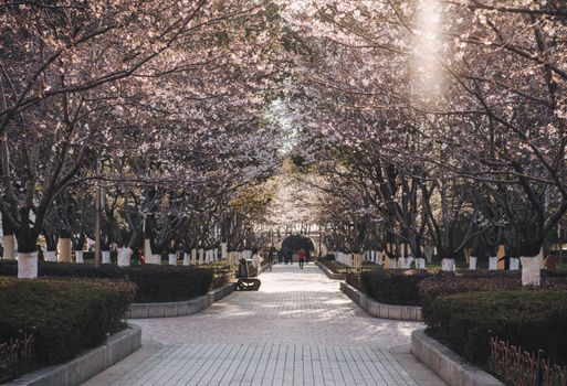 大厂潮白河樱花公园实景图片