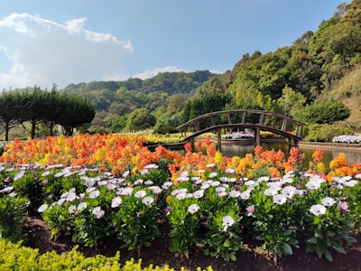 北屯市千亩葵花园实景图片