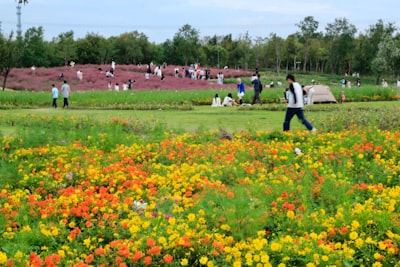 北屯市千亩葵花园实景图片