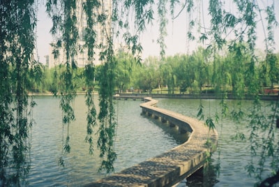 野鸭湖湿地公园实景图片