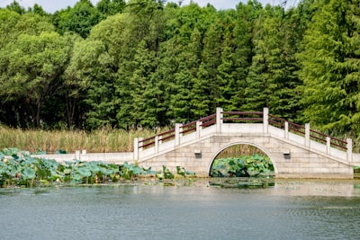 野鸭湖湿地公园实景图片