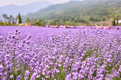 可克达拉薰衣草园实景图片