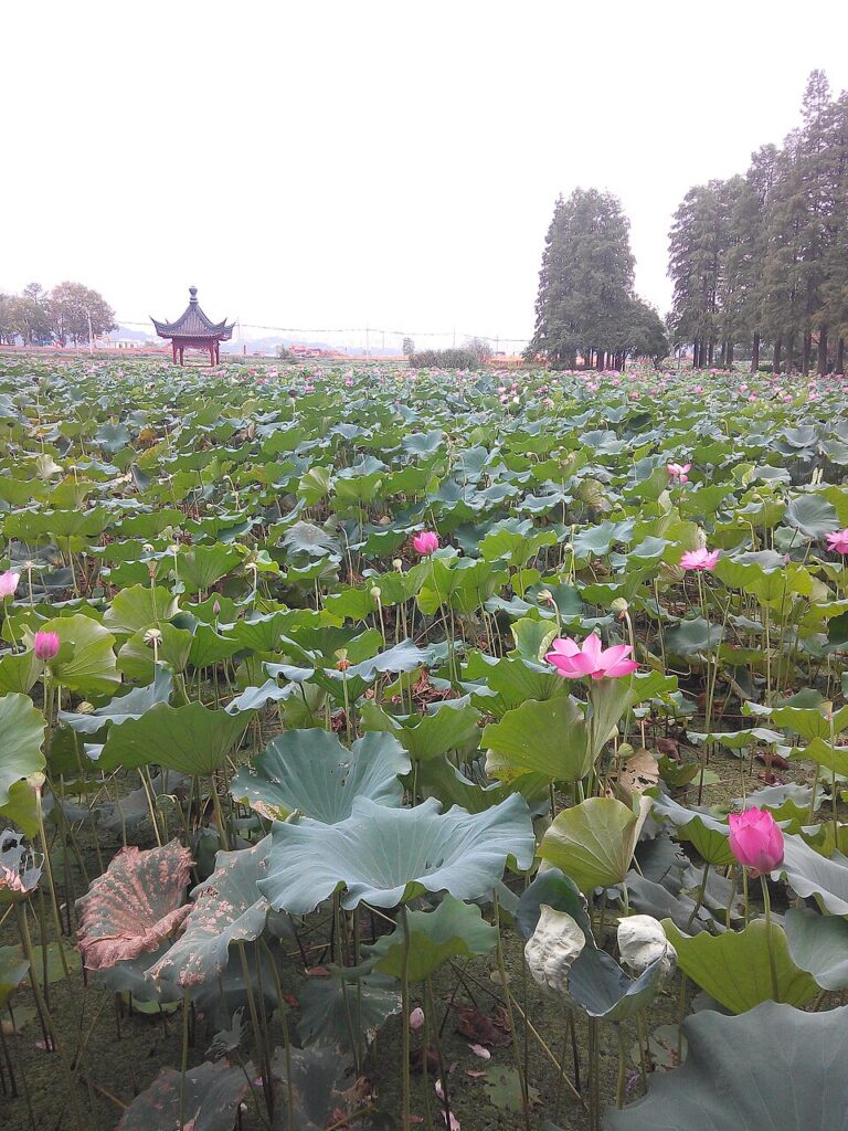 东湖景区Mount Mo山景实景图片