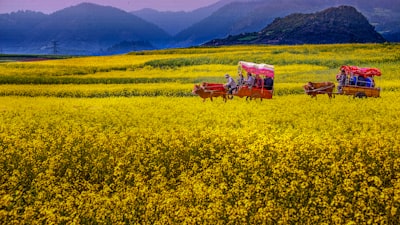 七十一团油菜花海实景图片