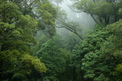 古林箐原始森林实景图片