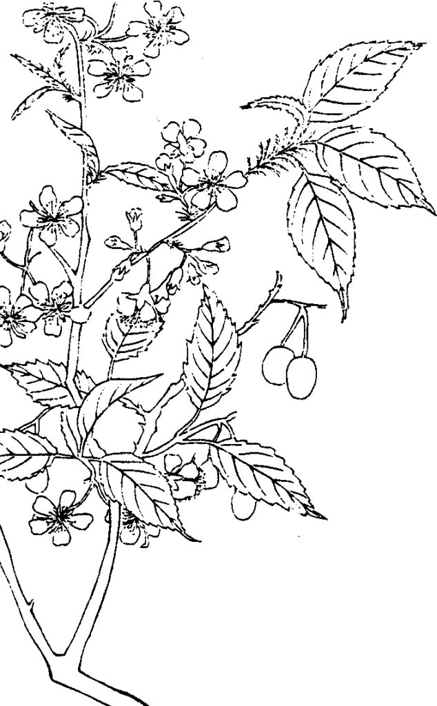 古籍山海棠插图