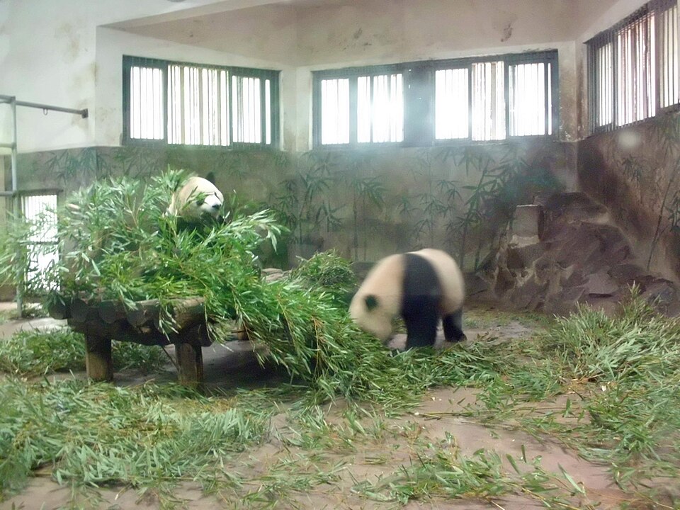 杭州动物园大熊猫实景