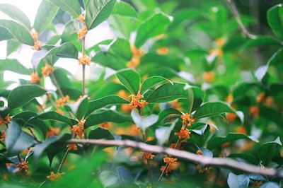 巨鹿金银花小镇