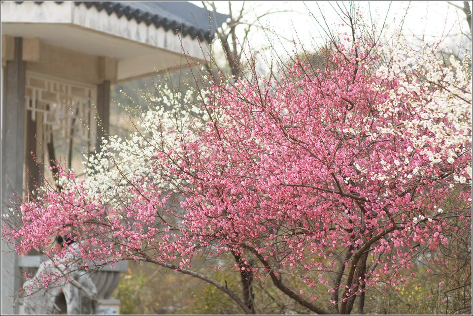南京雨花台春季景色
