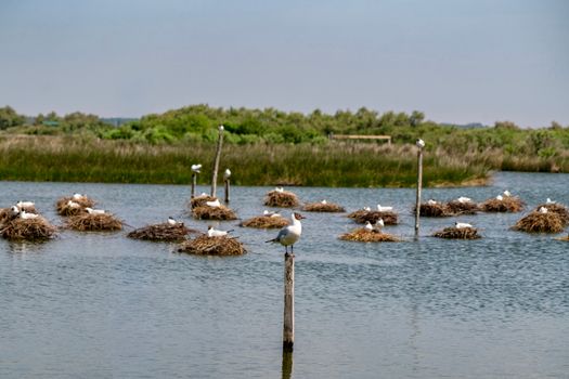 天津七里海湿地实景图片