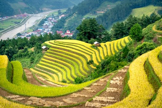 六十八团水稻观光园实景图片